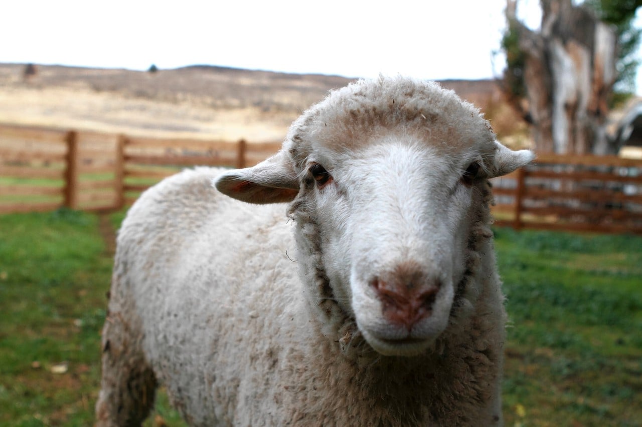 Made in America, From Sheep to Shelf: Zady’s Feel-Good Sweater