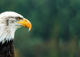 Bald Eagle - Made in America Movement