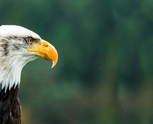 Bald Eagle - Made in America Movement