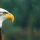 Bald Eagle - Made in America Movement