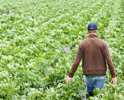 Trump Administration To Aid Farmers, made in usa, how are the tariffs affecting the USA, how are the tariffs effecting the USA, buy local