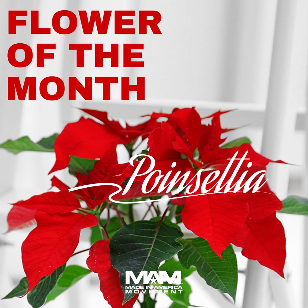 Birth Month Flower of December - The Poinsettia