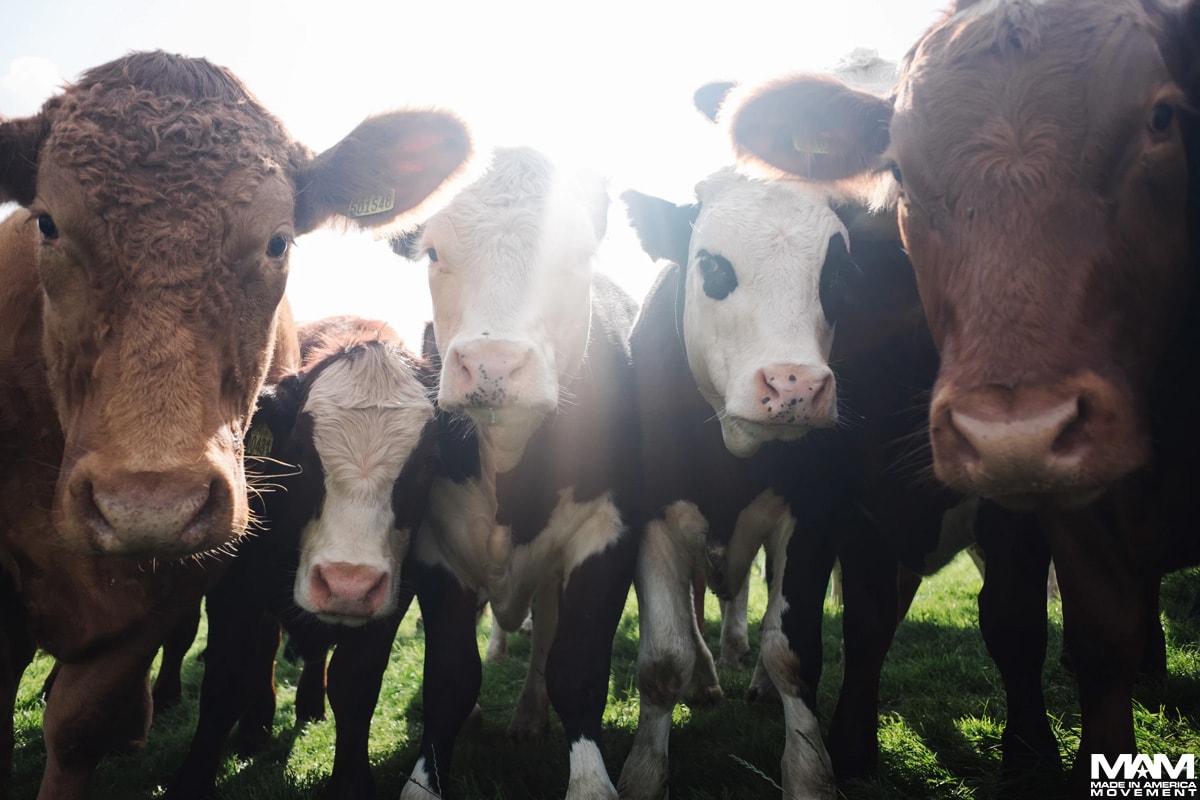American Beef